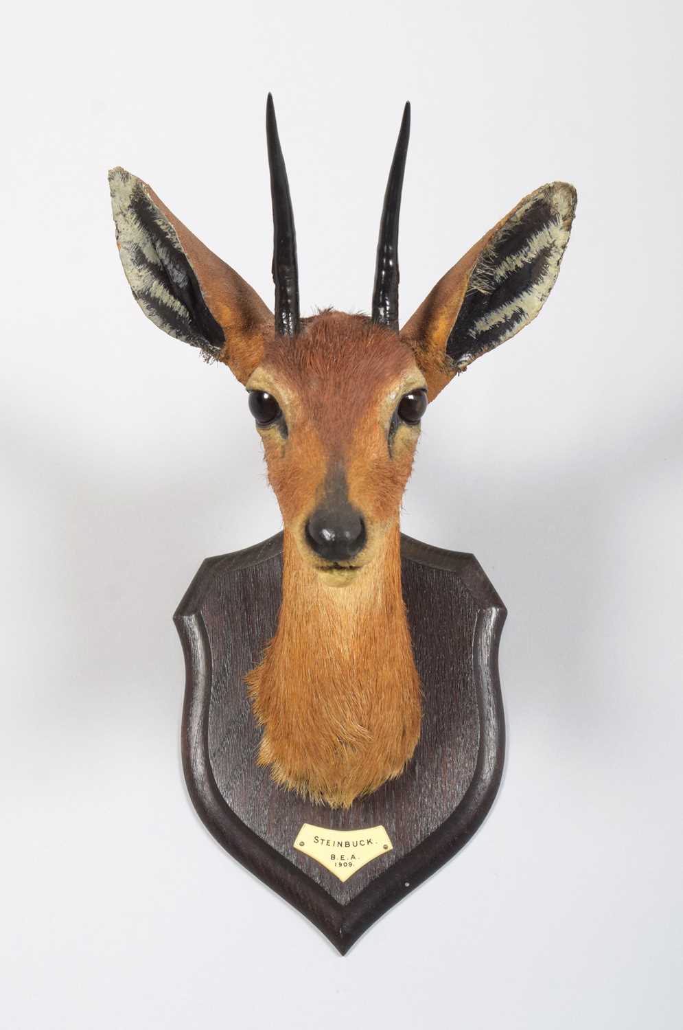 Taxidermy: East African Steenbok (Raphicerus campestris neumanni), dated 1909, British East