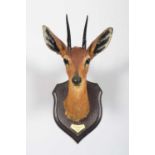 Taxidermy: East African Steenbok (Raphicerus campestris neumanni), dated 1909, British East
