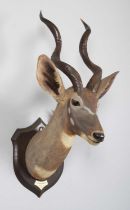 Taxidermy: Lesser Kudu (Tragelaphus imberbis), dated 1912, British East Africa, by Rowland Ward Ltd,