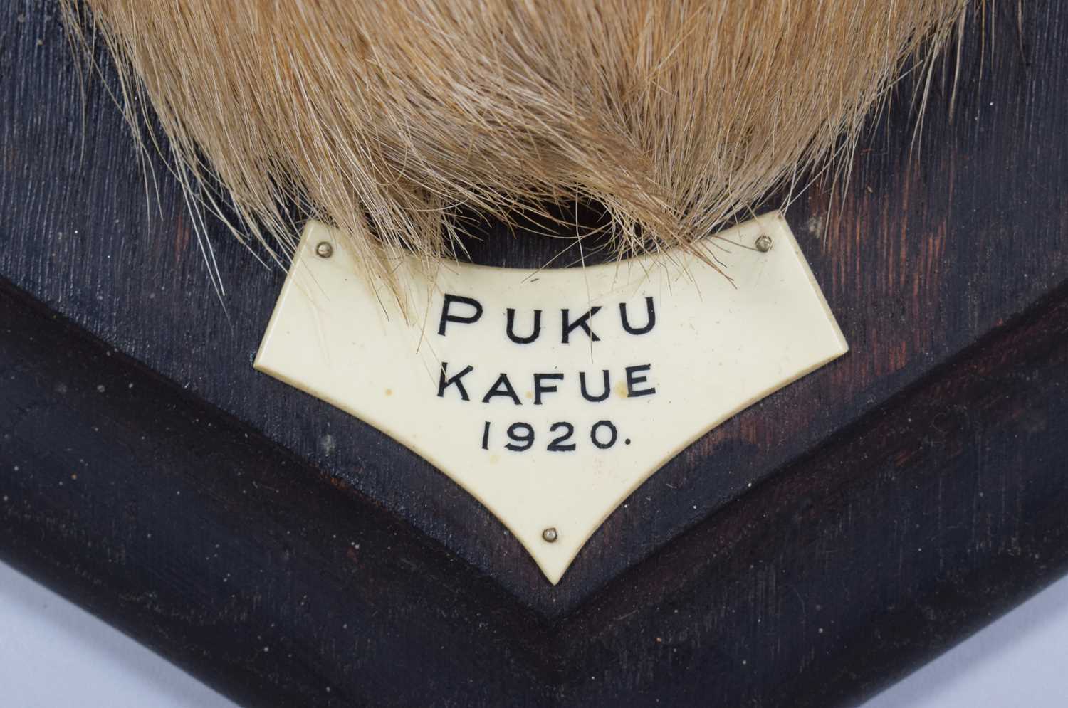 Taxidermy: Southern Puku (Kobus vardonii vardonii), dated 1920, Kafue, Zambia, by Rowland Ward - Image 4 of 7