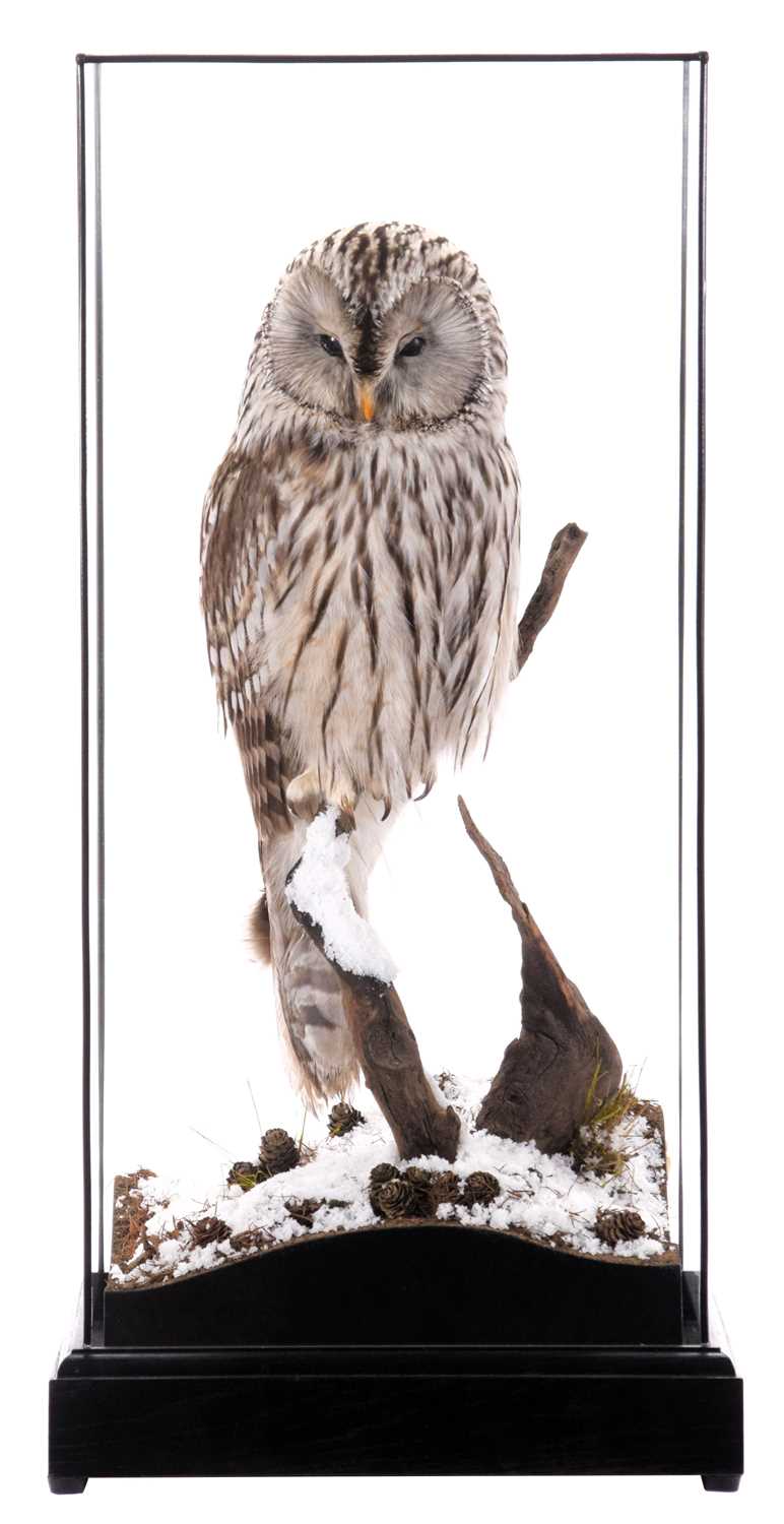 Taxidermy: A Cased Ural Owl (Strix uralensis), captive bred, dated 2023, by Carl Church,