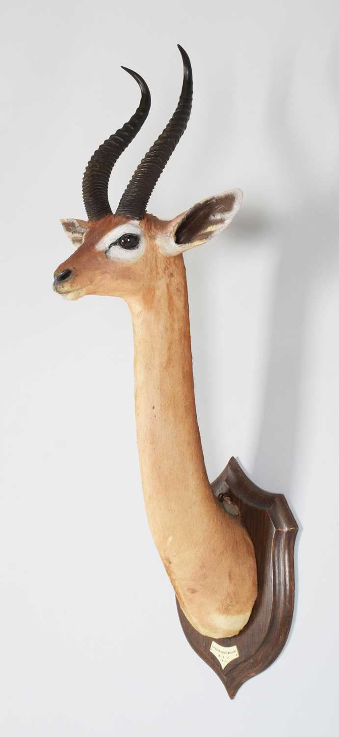 Taxidermy: Southern Gerenuk (Litocranius walleri walleri), dated 1912, British East Africa, by - Image 3 of 8