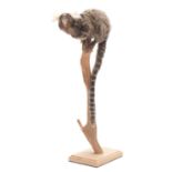 Taxidermy: Common Marmoset Monkey (Callithrix jacchus), South America, a high quality full mount