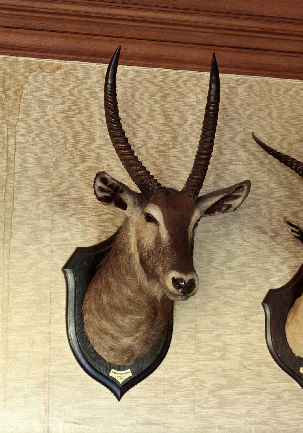 Taxidermy: Crayshaws or Common Waterbuck (Kobus ellipsiprymnus), dated 1920, Kafue, Zambia, by - Image 6 of 7
