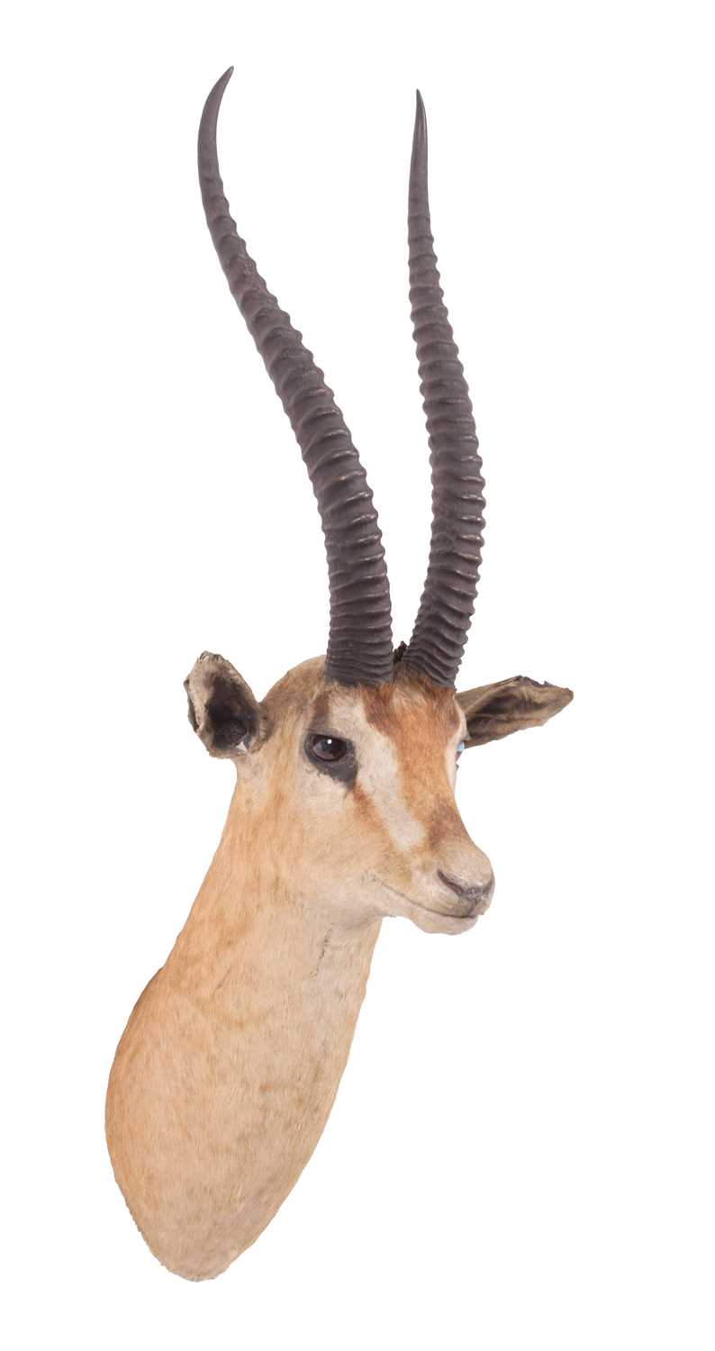 Taxidermy: Northern Grants Gazelle (Nanger notata), circa early 20th century, by Rowland Ward, - Image 2 of 3