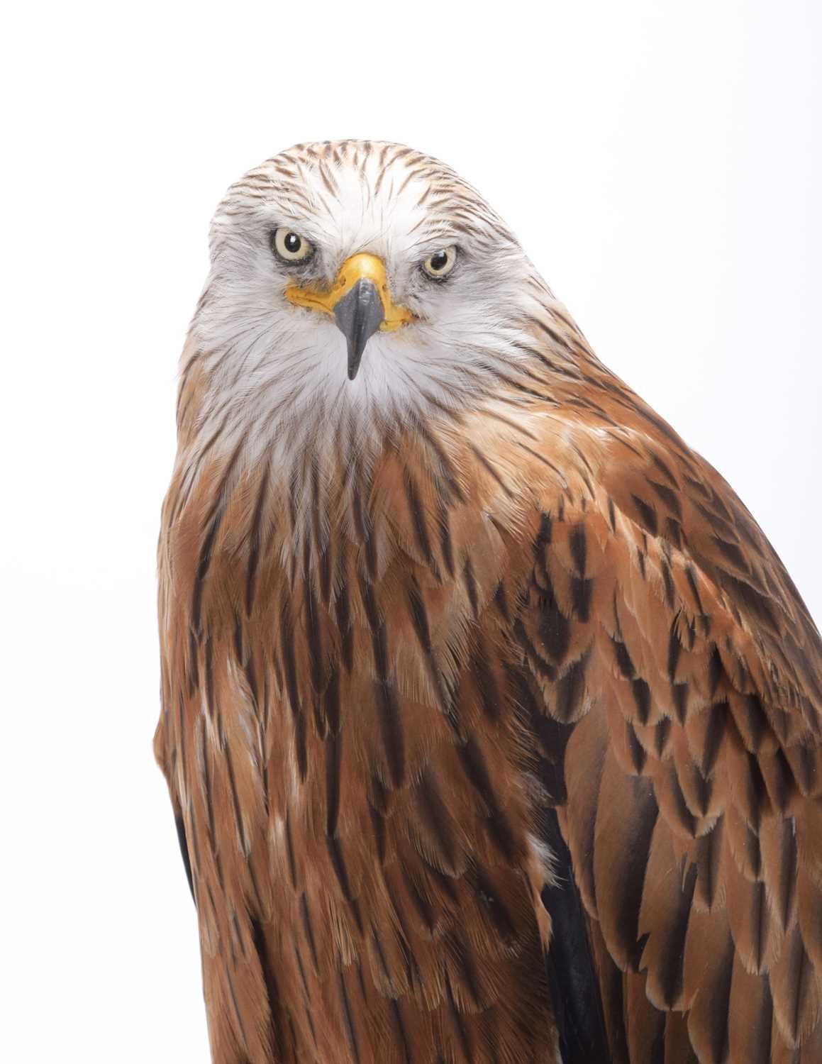 Taxidermy: A Cased Red Kite (Milvus milvus), captive bred, dated 2023, by Carl Church, Taxidermy, - Image 5 of 7
