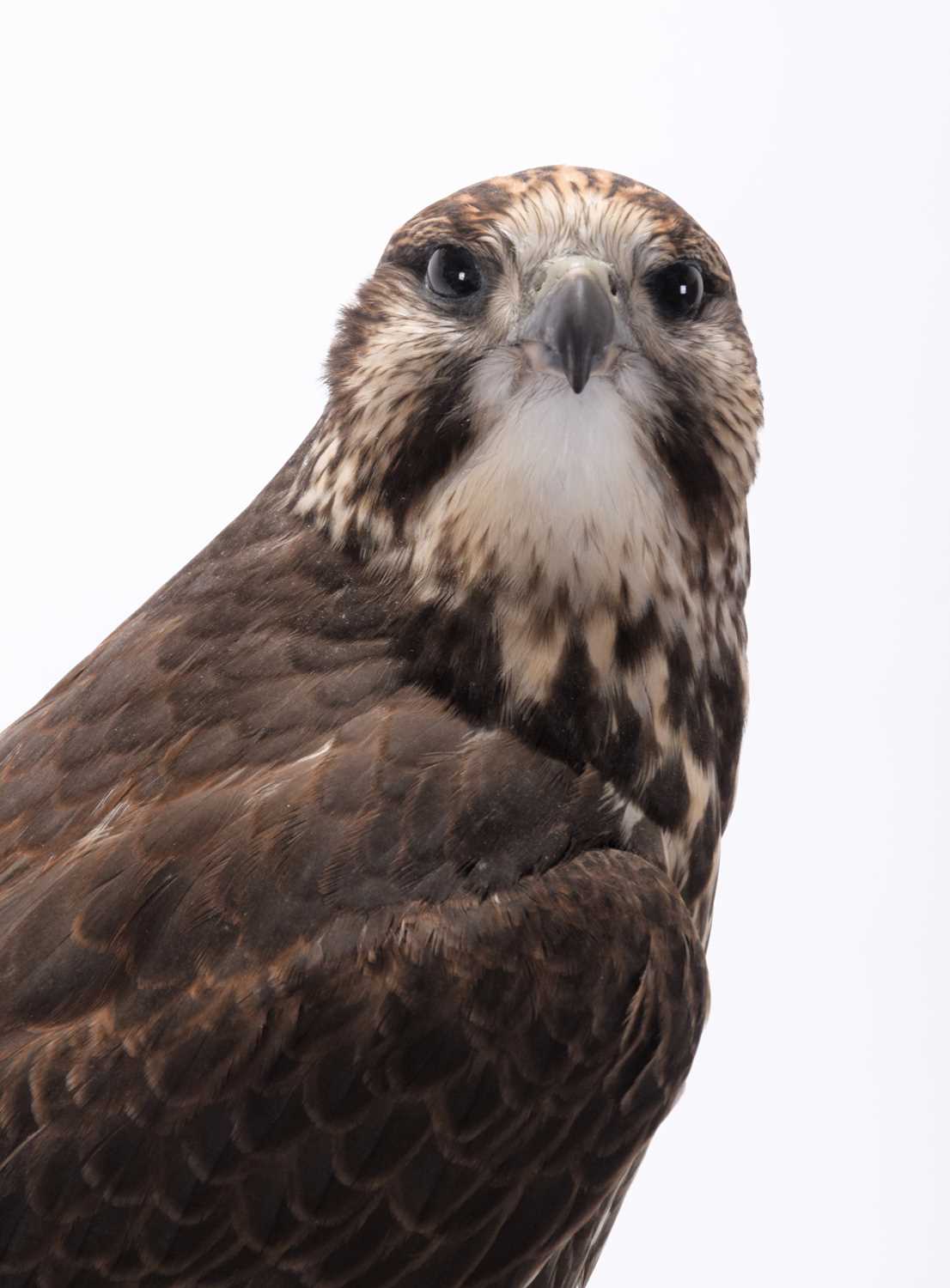 Taxidermy: A Cased Saker Falcon (falco cherrug), captive bred, dated 2021, by Rob Marshall, - Image 6 of 8