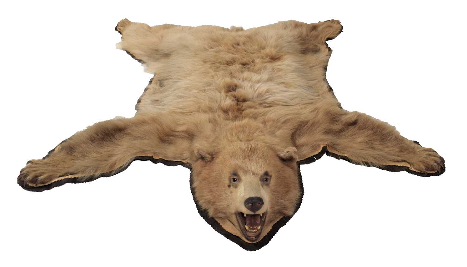 Taxidermy: Cinnamon Coloured North American Black Bear Skin Rug (Ursus americanus), circa late - Image 3 of 4