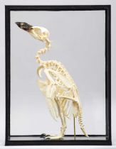 Skeletons: Megellanic Penguin (Spheniscus magellanicus), early 20th century, a complete