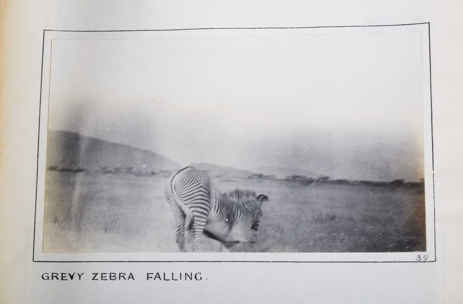 Taxidermy: A Rare Grevy's Zebra (Equus grevyi), dated 1912, British East Africa, by Rowland Ward - Image 7 of 11