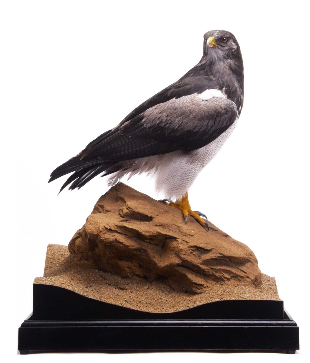 Taxidermy: A Cased Black-chested Buzzard-eagle or Chilean Blue Eagle (Geranoaetus melanoleucus), - Image 6 of 13