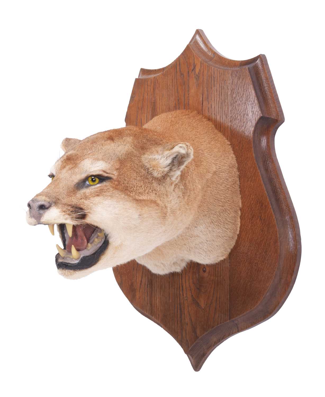 Taxidermy: North American Puma or Mountain Lion (Puma concolor), circa late 20th century, a superb - Image 2 of 9