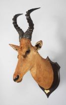 Taxidermy: Jackson's or Lelwel Hartebeest (Alcelaphus lelwel), dated 1909, British East Africa, by