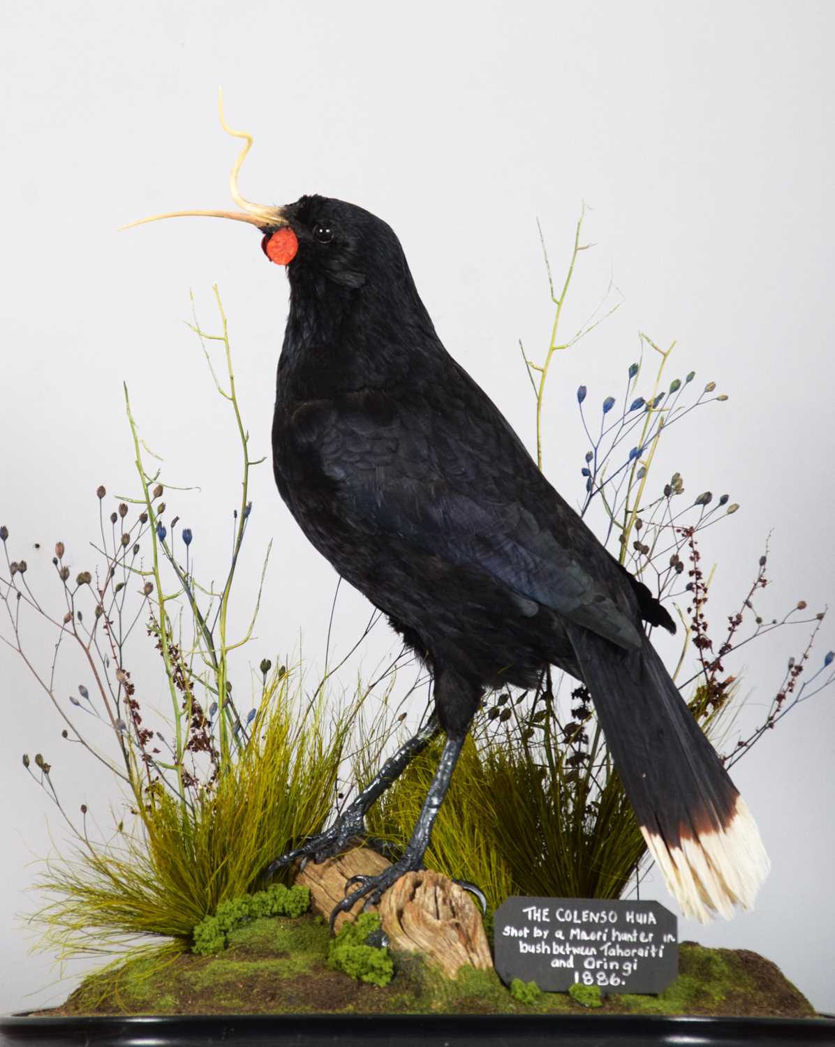 Taxidermy: A Re-creation of "Colenso's" Huia (†Heteralocha acutirostris), circa 2023, by Barry - Image 3 of 6