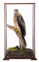 Taxidermy: A Cased Red Kite (Milvus milvus), dated 2023, a full mount adult with head turning to the