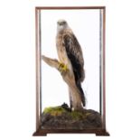 Taxidermy: A Cased Red Kite (Milvus milvus), dated 2023, a full mount adult with head turning to the