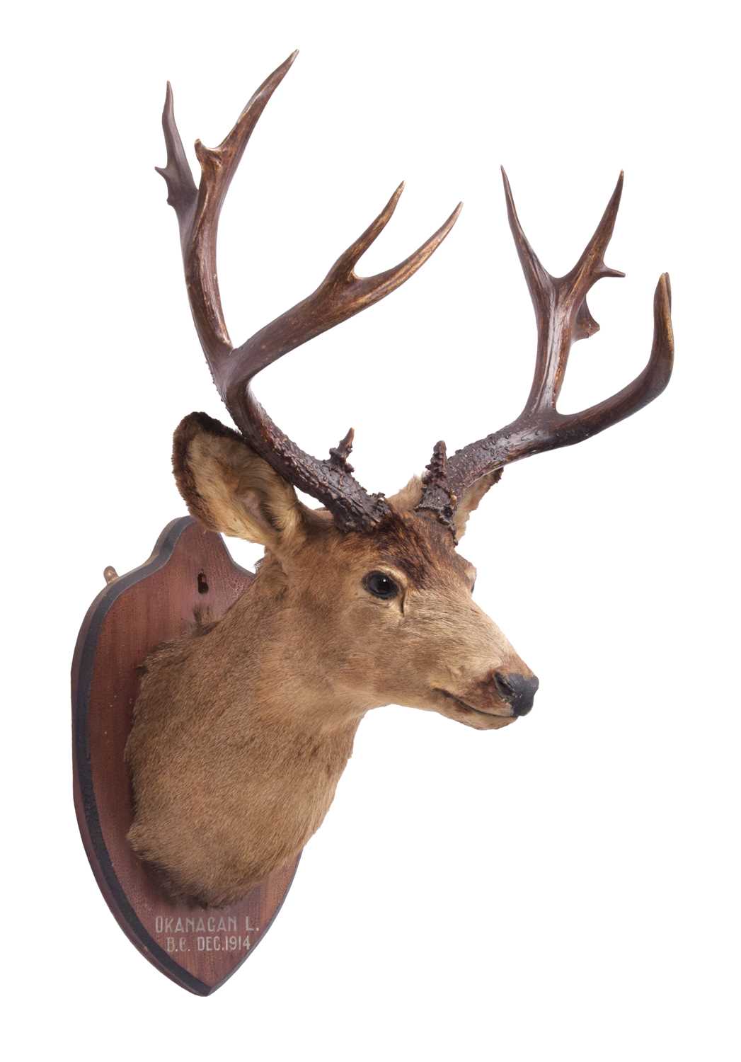 Taxidermy: Mule Deer (Odocoileus hemionus), dated 1914, Rowland Ward Record Class, a large adult