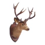 Taxidermy: Mule Deer (Odocoileus hemionus), dated 1914, Rowland Ward Record Class, a large adult