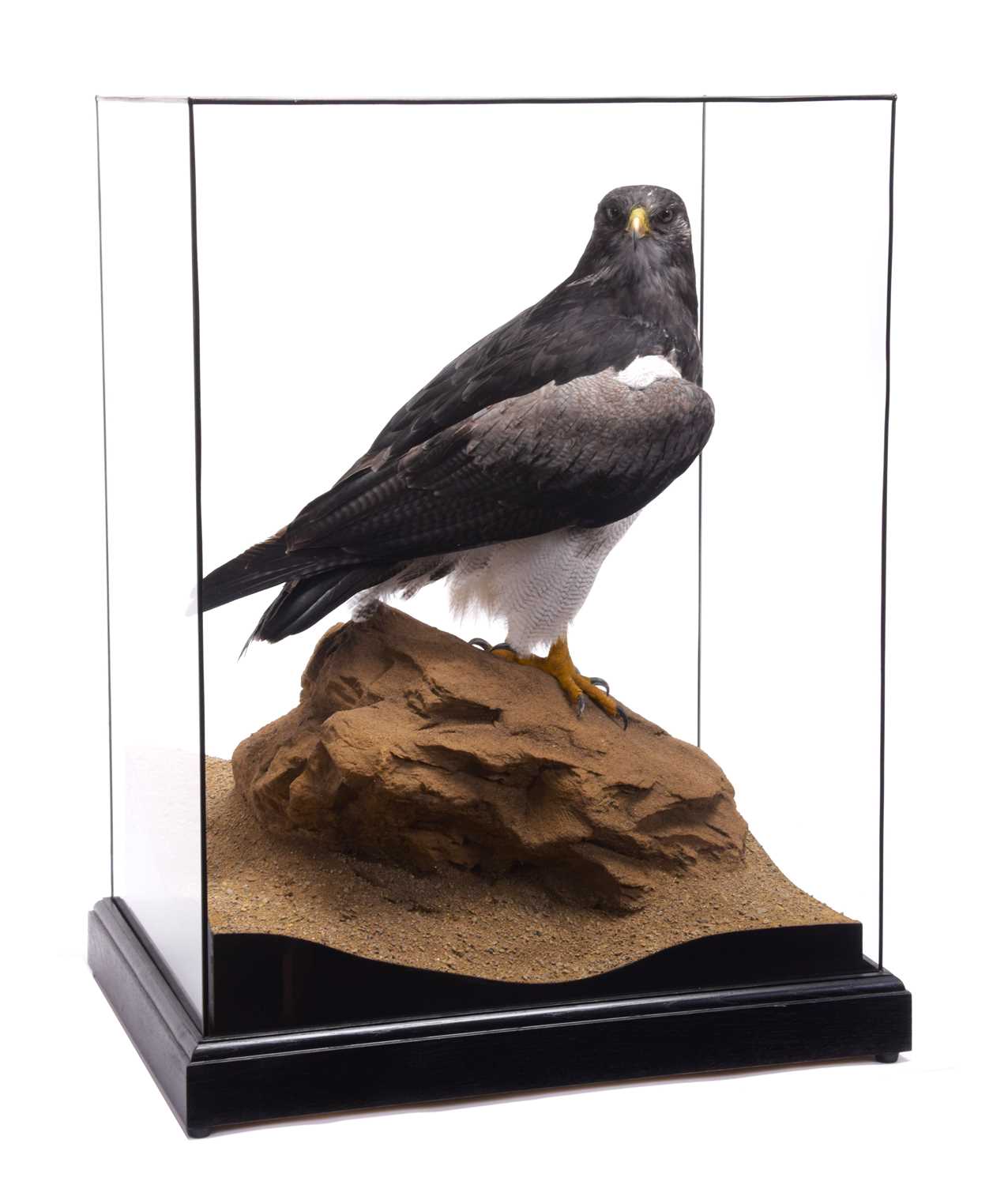 Taxidermy: A Cased Black-chested Buzzard-eagle or Chilean Blue Eagle (Geranoaetus melanoleucus), - Image 3 of 13