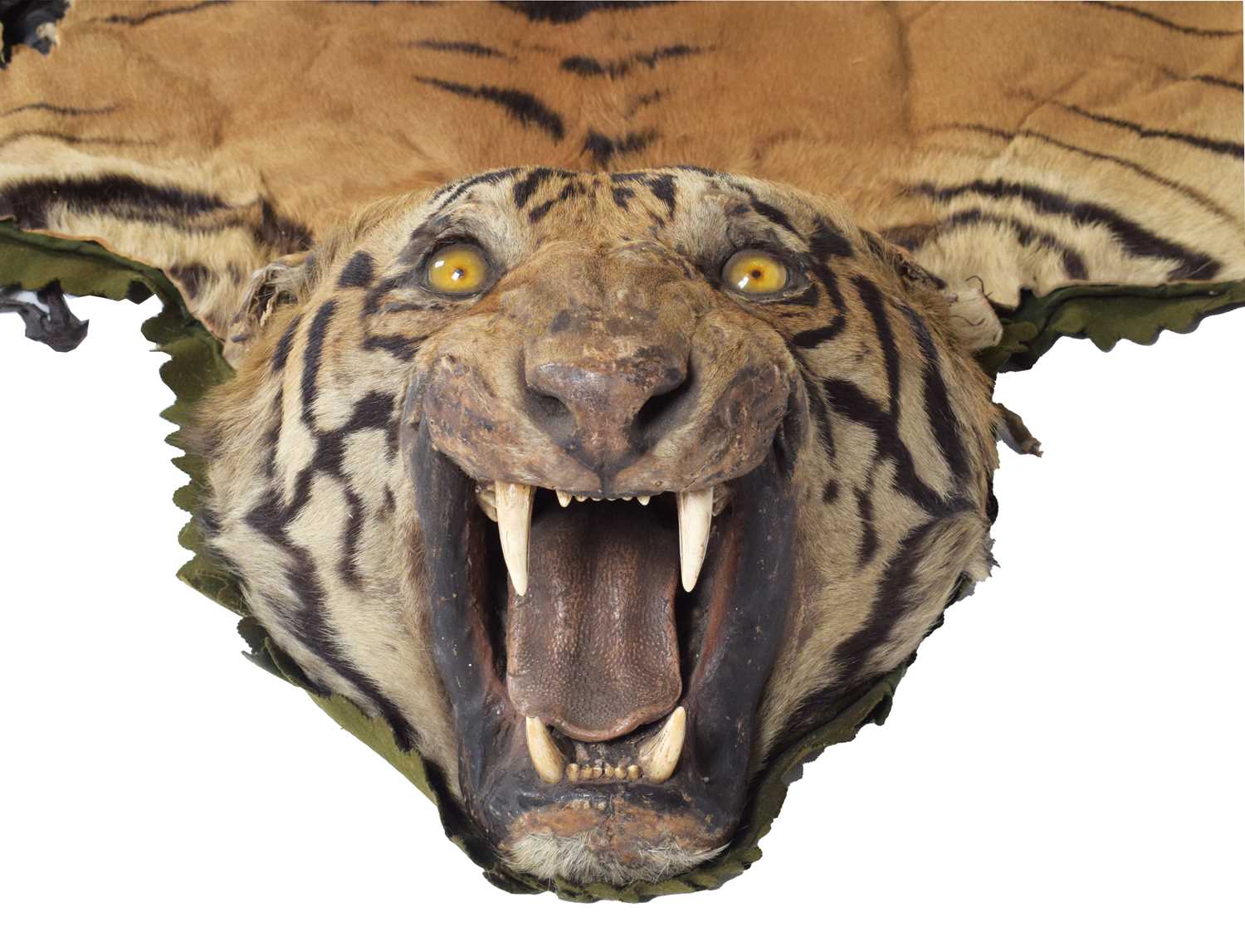 Taxidermy: Bengal Tiger Skin (Panthera tigris tigris), circa 1907-1930, by Rowland Ward Ltd, "The - Image 7 of 8