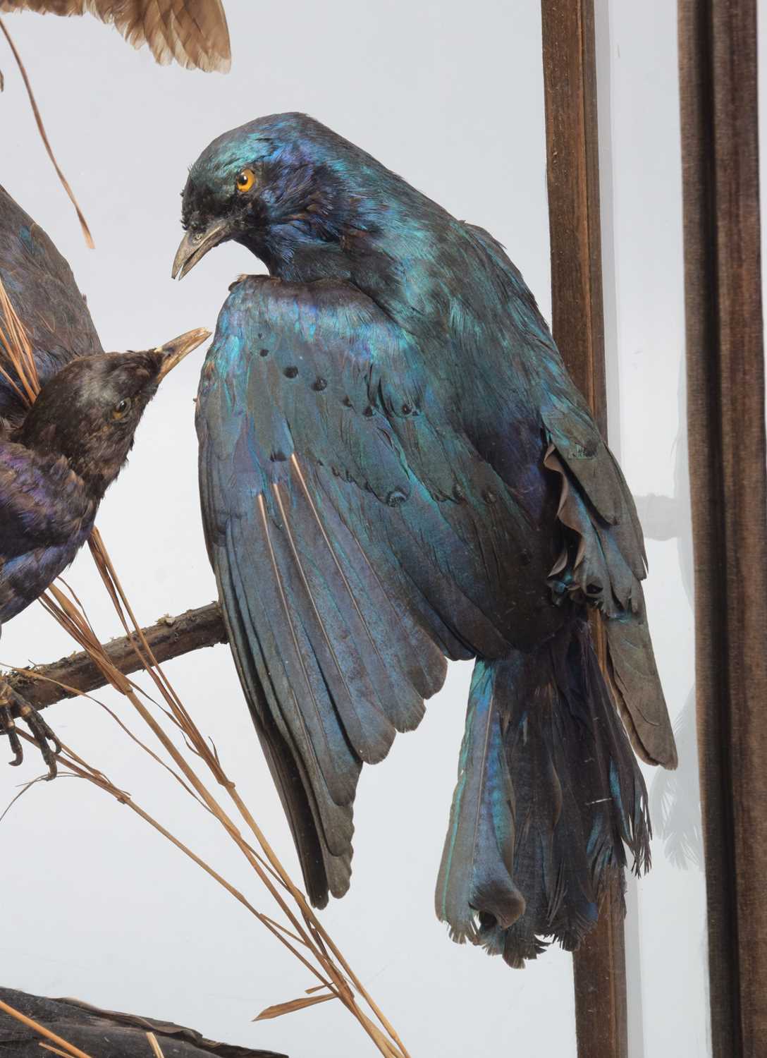 Taxidermy: A Cased Display of Exotic Tropical Birds, circa 1891-1921, by Rowland Ward, Ltd, "The - Image 9 of 10