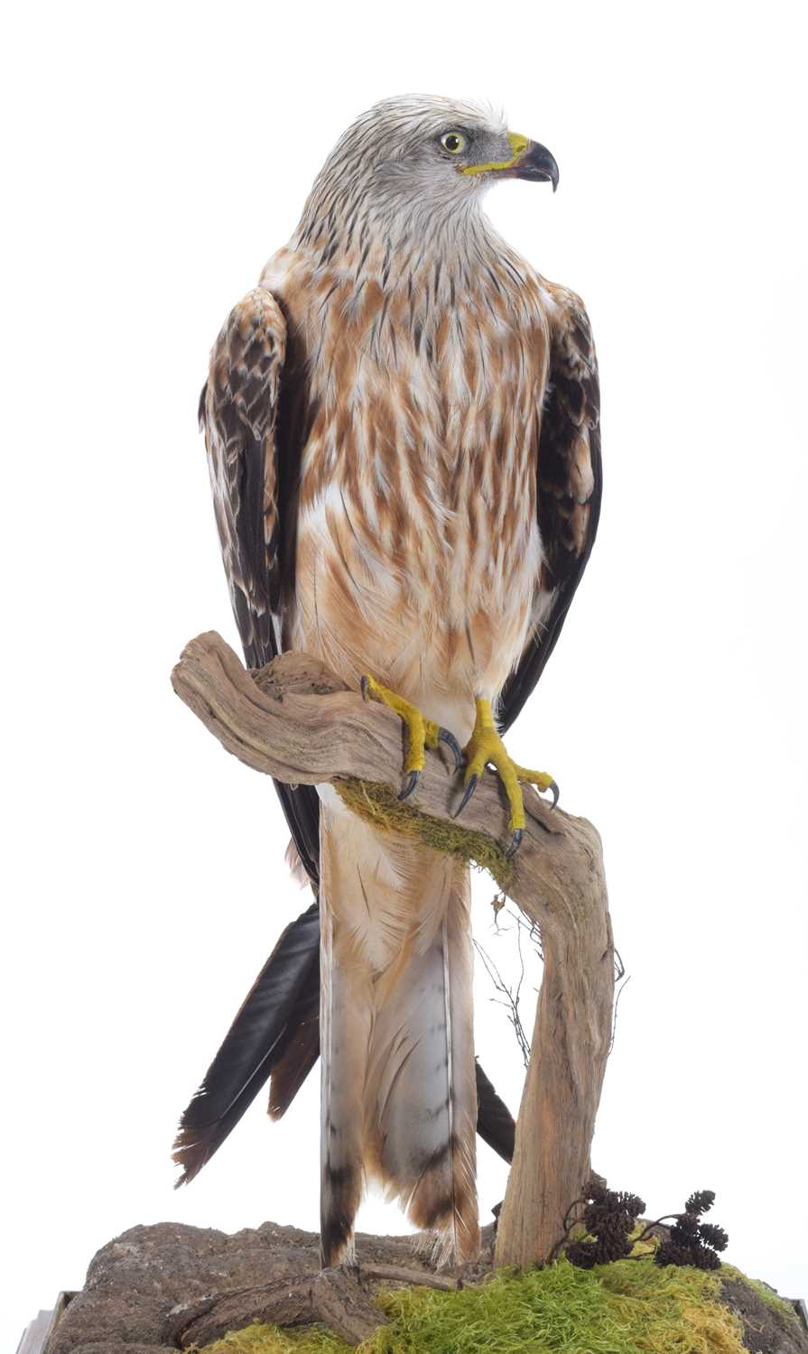 Taxidermy: A Cased Red Kite (Milvus milvus), dated 2023, a full mount adult with head turning to the - Image 6 of 10