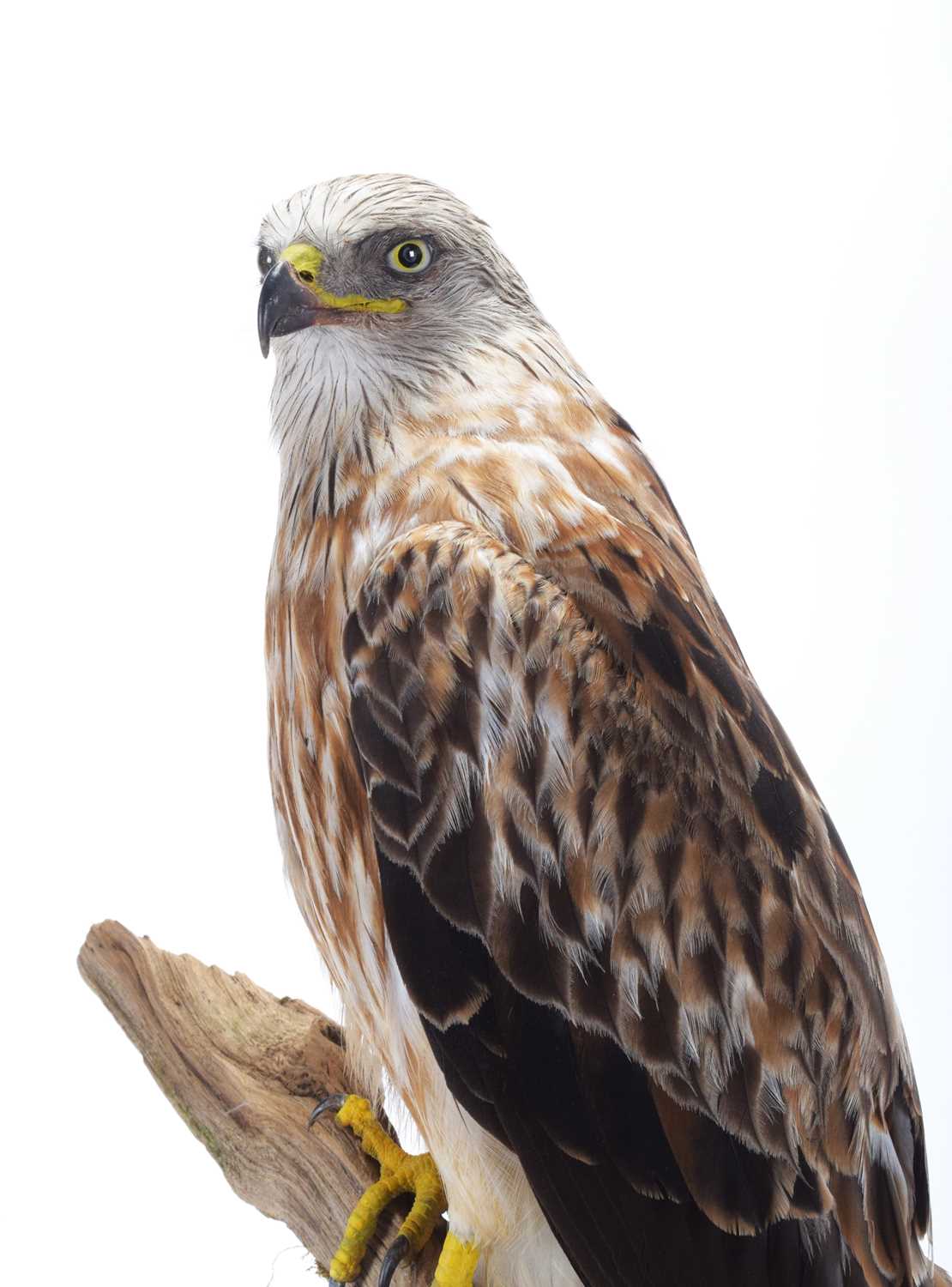Taxidermy: A Cased Red Kite (Milvus milvus), dated 2023, a full mount adult with head turning to the - Image 5 of 10