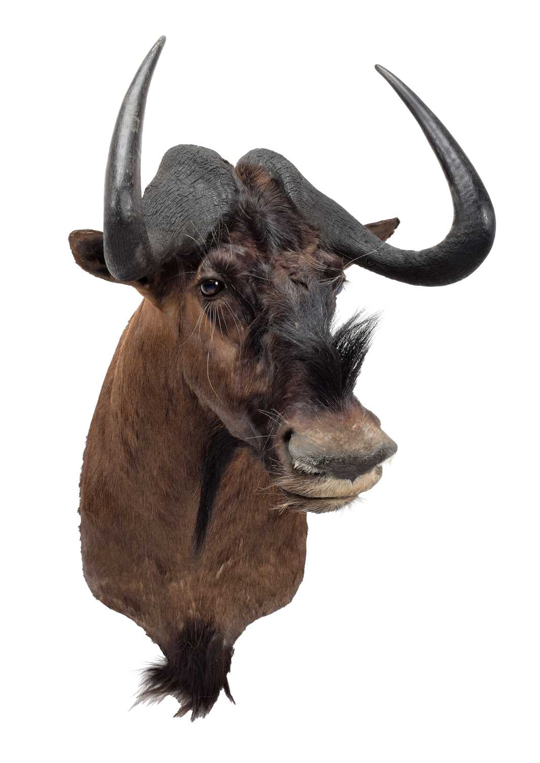 Taxidermy: Black Wildebeest (Connochaetes gnou), modern, South Africa, a high-quality large adult - Image 2 of 3