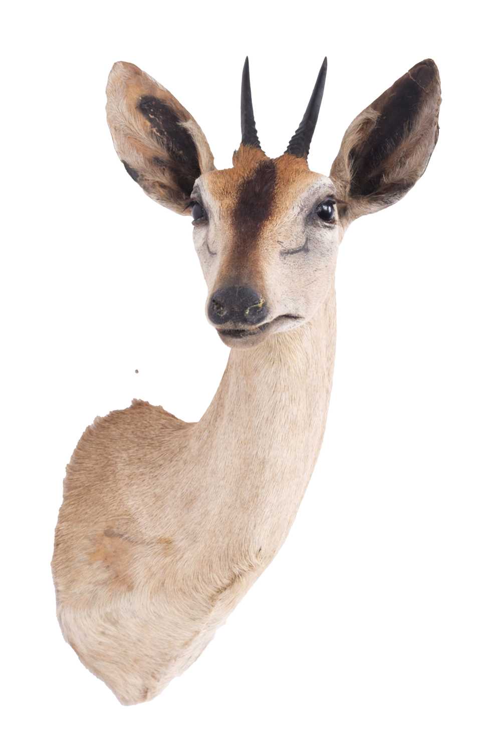 Taxidermy: Common Grey Duiker (Sylvicapra grimmia caffra), modern, South Africa, adult male shoulder - Image 3 of 3