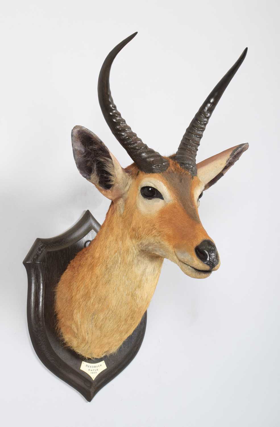 Taxidermy: Common Reedbuck (Redunca arundinum), dated 1920, Kafue, Zambia, by Rowland Ward Ltd, "The - Image 3 of 8