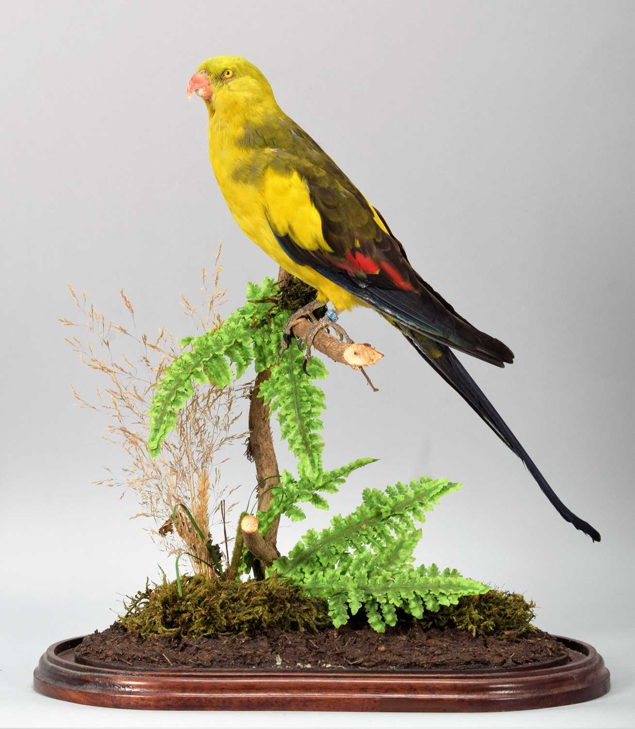 Taxidermy: Regent Parrot (Polytelis anthopeplus), a high quality colourful full mount adult female