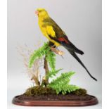 Taxidermy: Regent Parrot (Polytelis anthopeplus), a high quality colourful full mount adult female