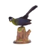 Taxidermy: Hartlaub's Turaco (Tauraco hartlaubi), modern, captive bred, a good quality full mount