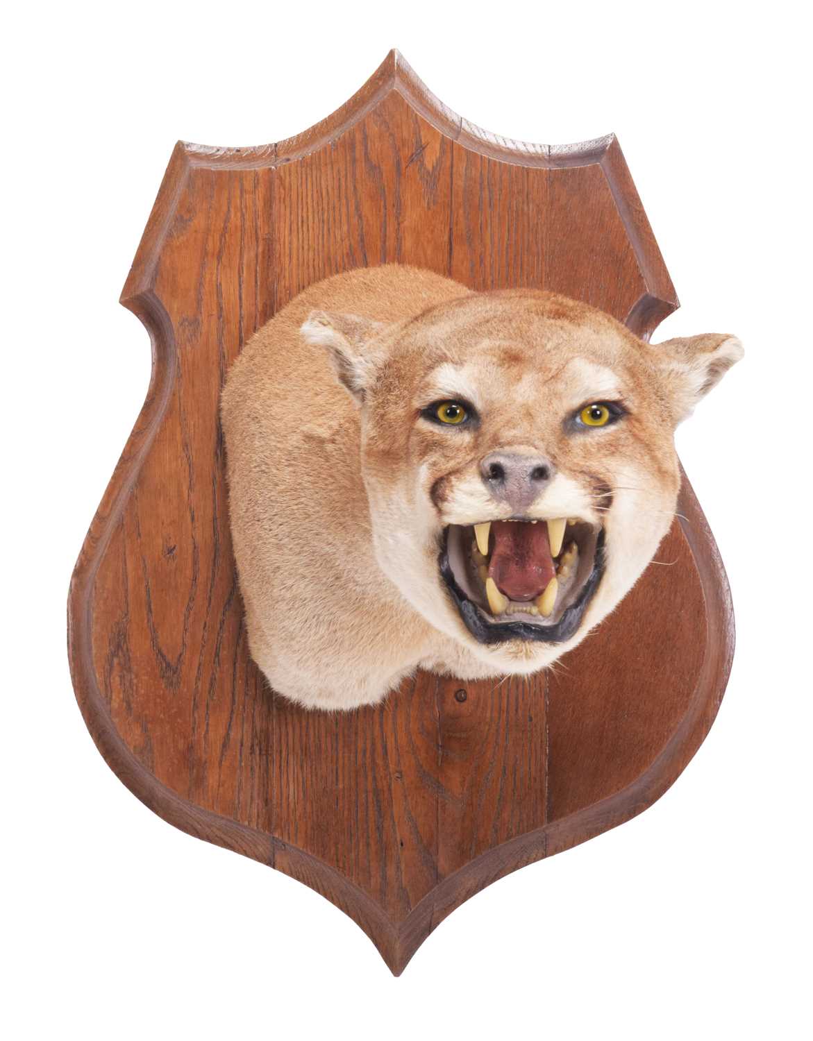 Taxidermy: North American Puma or Mountain Lion (Puma concolor), circa late 20th century, a superb - Image 3 of 9