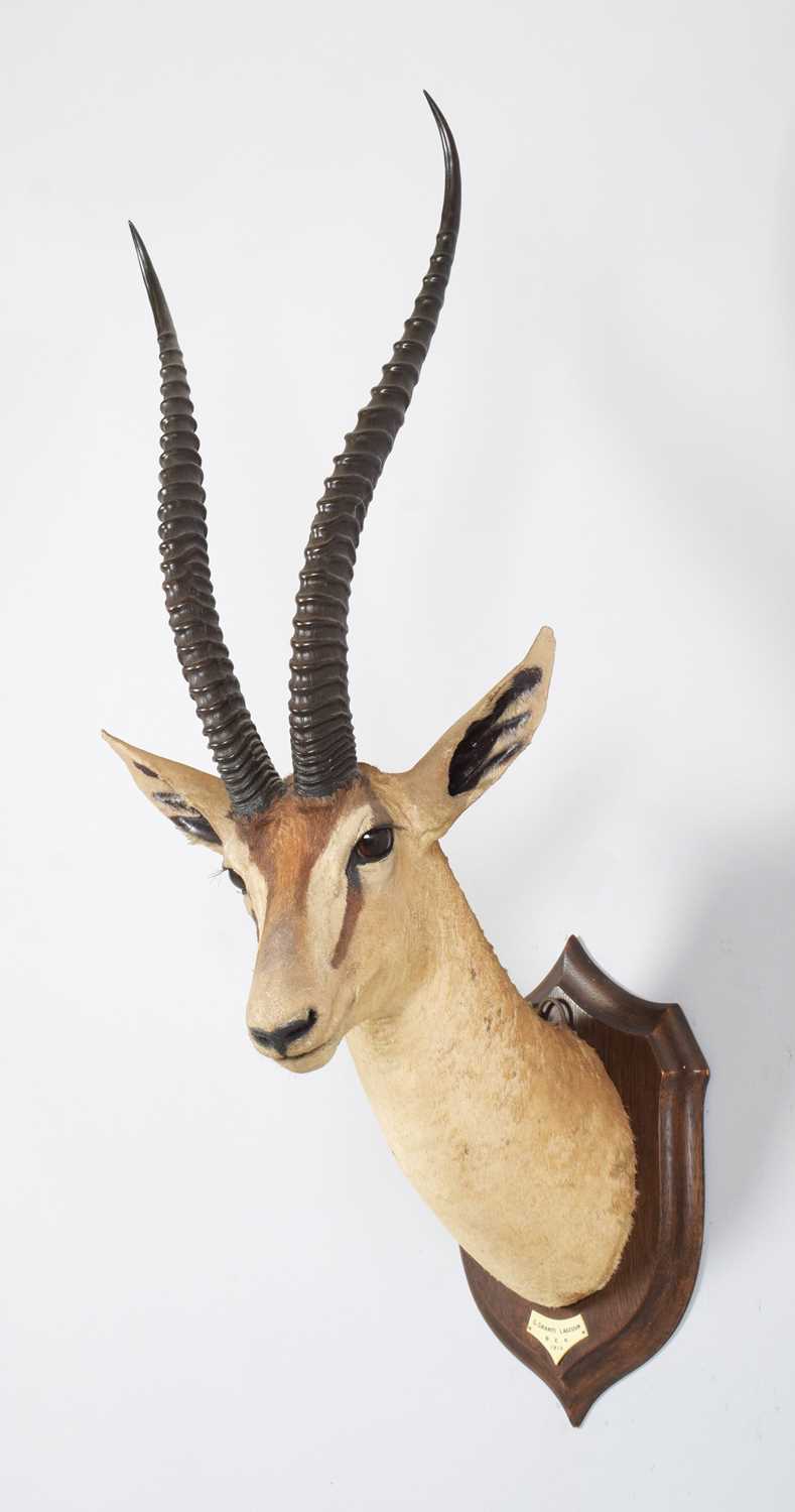 Taxidermy: Southern Grant's Gazelle (Nanger granti), dated 1912, British East Africa, by Rowland - Image 2 of 7
