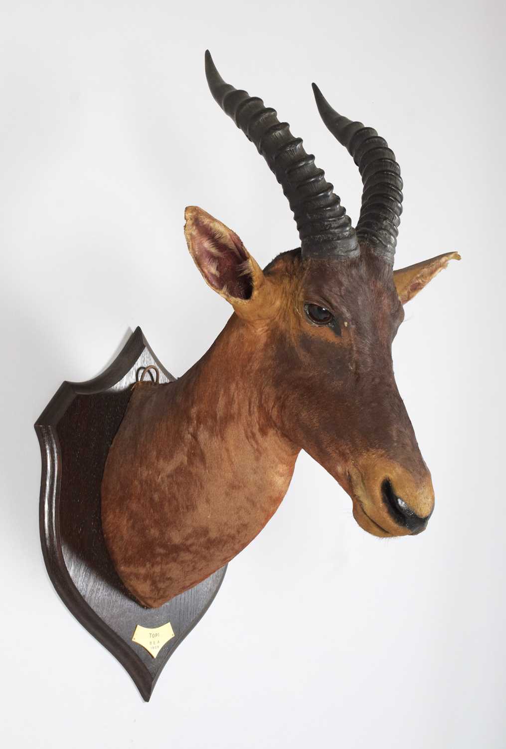 Taxidermy: Serengeti Topi (Damaliscus jimela), dated 1909, British East Africa, by Rowland Ward Ltd, - Image 3 of 9