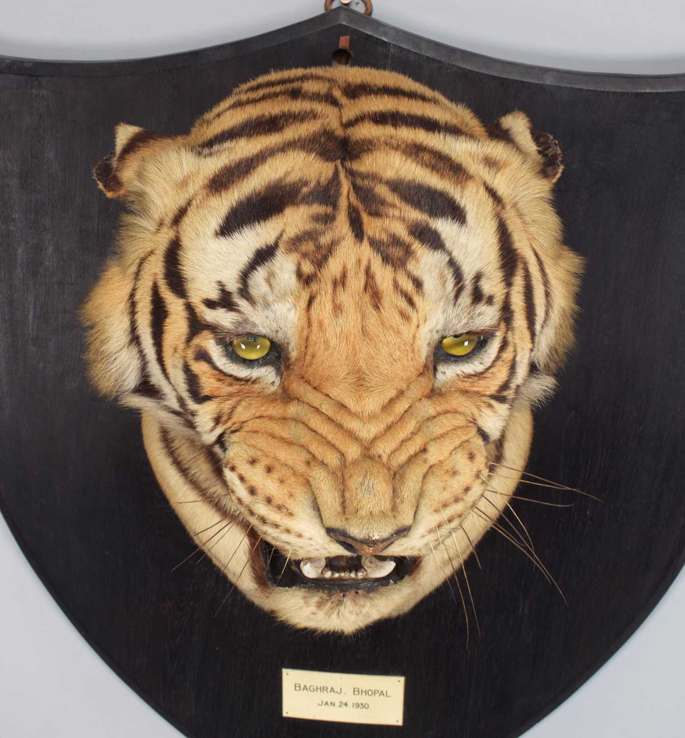 Taxidermy: Bengal Tiger (Panthera tigris tigris), dated January 24th 1930, by Van Ingen & Van Ingen, - Image 12 of 20