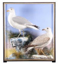 Taxidermy: A Cased Pair of Herring Gulls (Larus argentatus), 1860-1942, by James Hutchings,