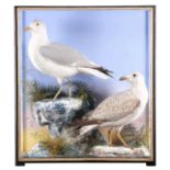 Taxidermy: A Cased Pair of Herring Gulls (Larus argentatus), 1860-1942, by James Hutchings,