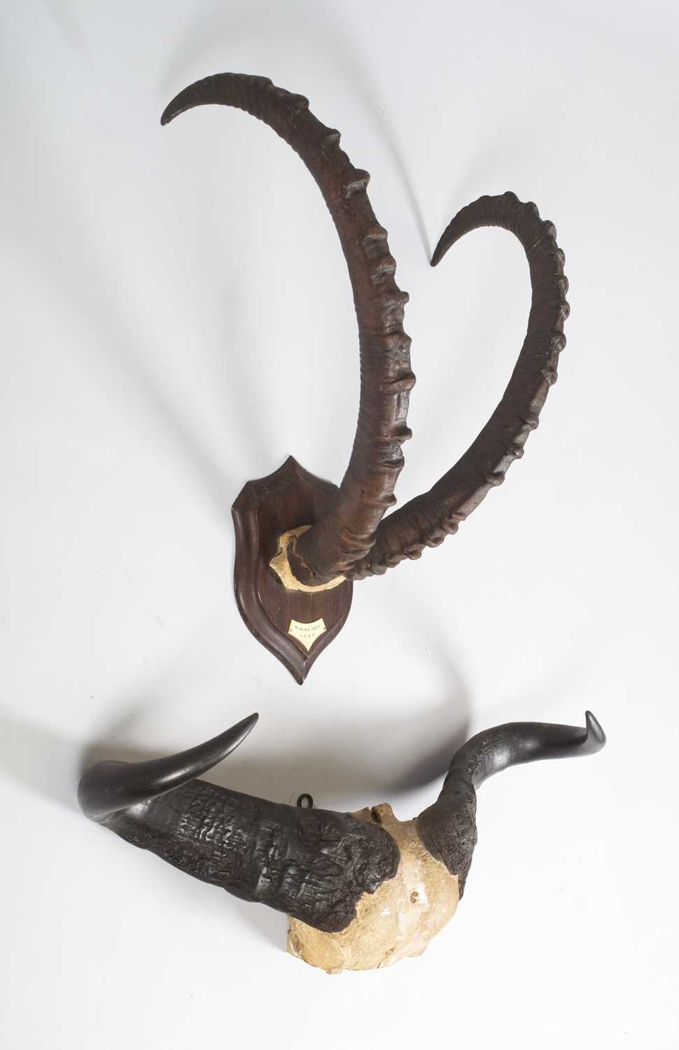Antlers/Horns: A Set of Nubian Ibex Horns and Cape Buffalo Horns, circa 1900-1914, by Rowland Ward - Image 2 of 5
