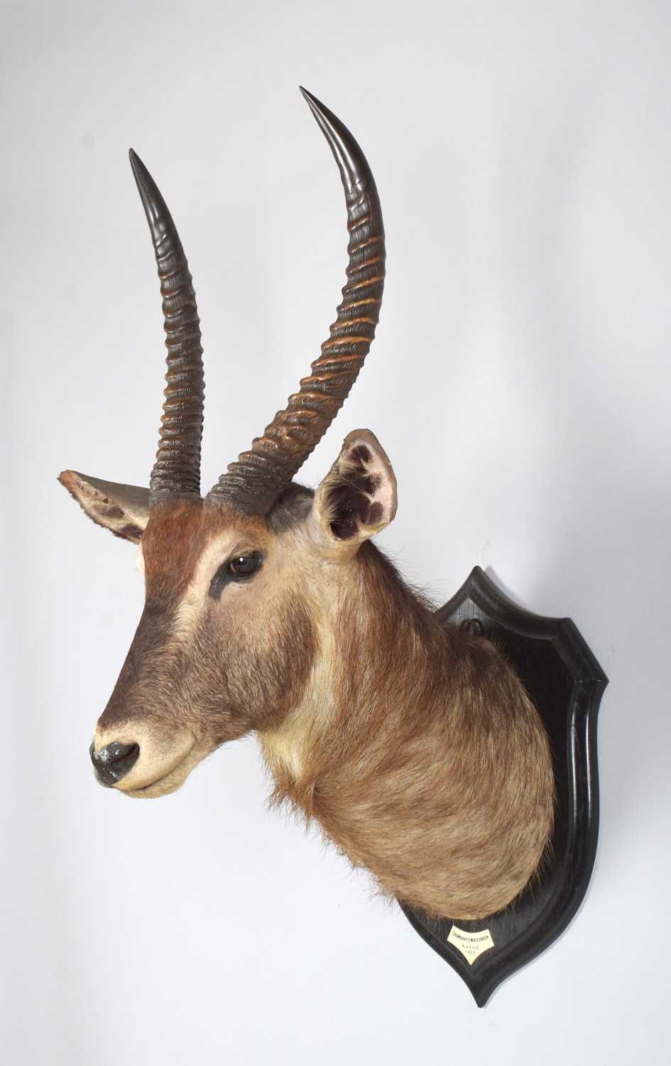 Taxidermy: Crayshaws or Common Waterbuck (Kobus ellipsiprymnus), dated 1920, Kafue, Zambia, by - Image 2 of 7