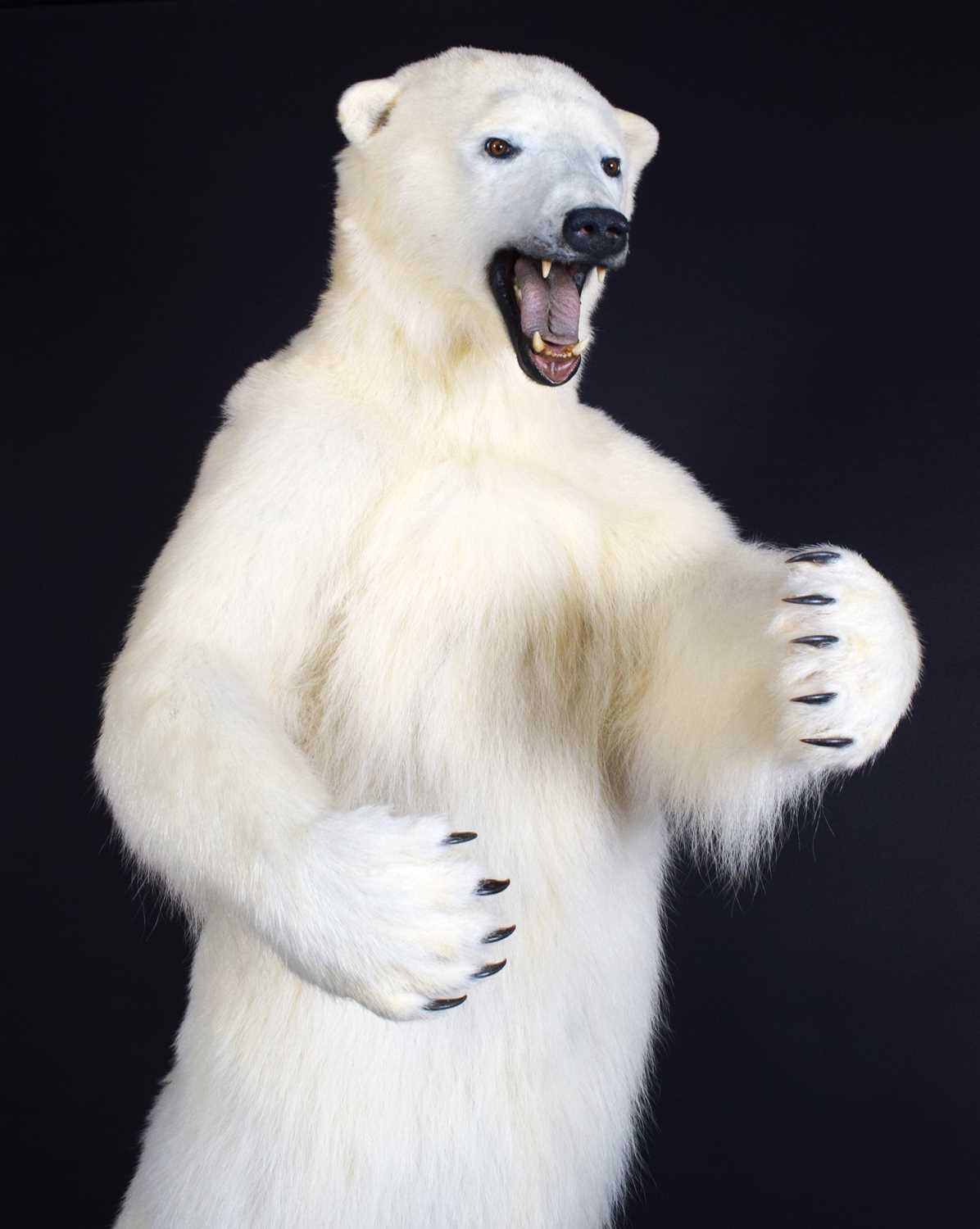 Taxidermy: Polar Bear (Ursus maritimus), circa 1997, a large full mount adult in upright standing - Image 6 of 12