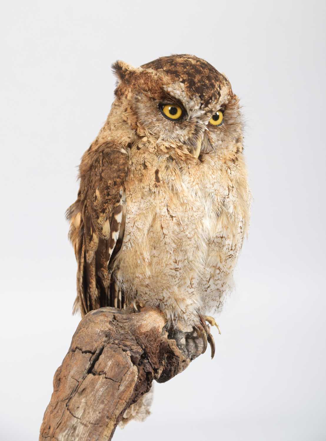 Taxidermy: African Scops Owl (Otus senegalensis), modern, a high quality full mount adult in resting - Image 3 of 3