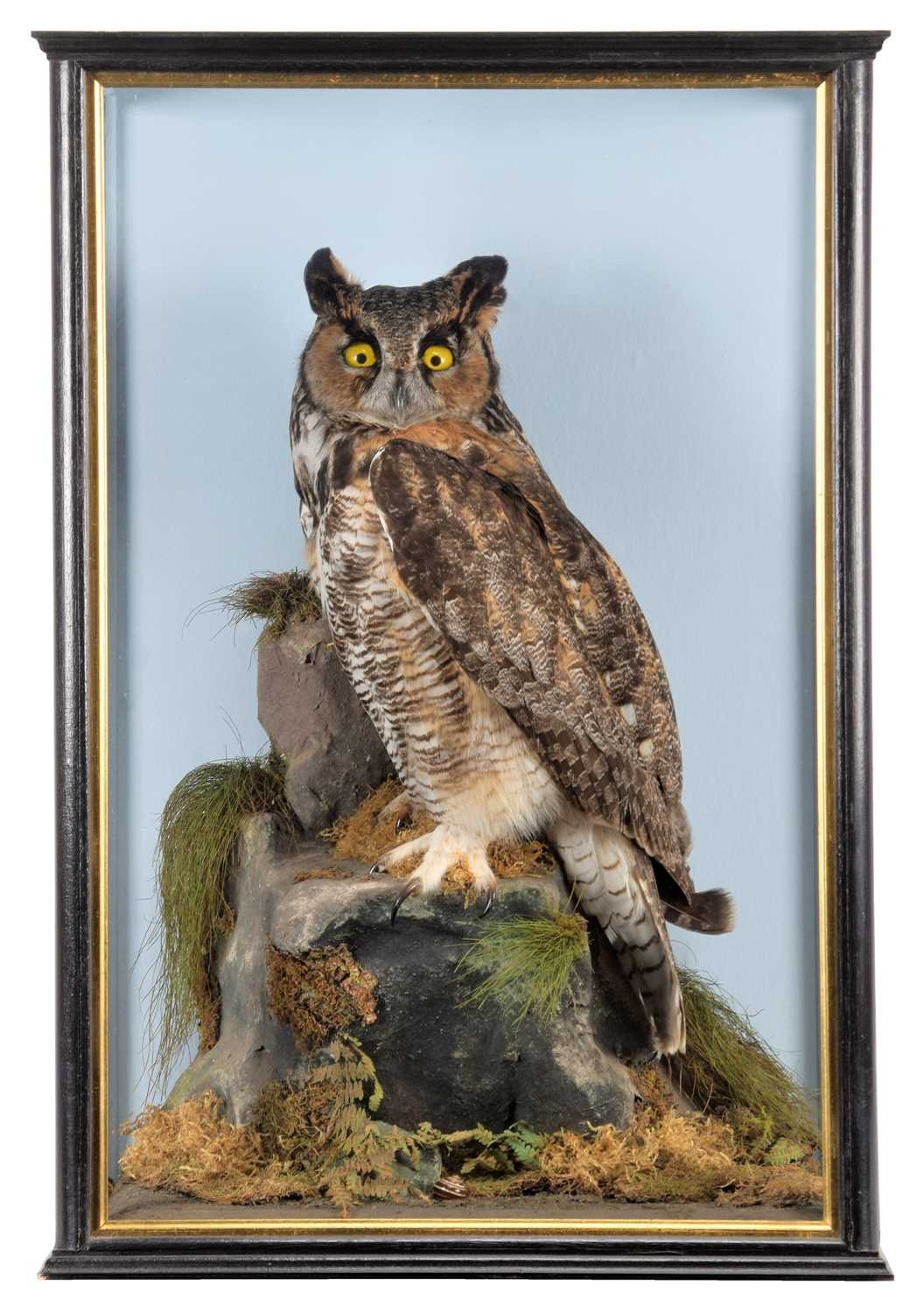 Taxidermy: A Cased South American Great Horned Owl (Bubo virginianus nacurutu), early 21st