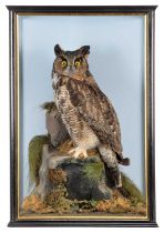 Taxidermy: A Cased South American Great Horned Owl (Bubo virginianus nacurutu), early 21st