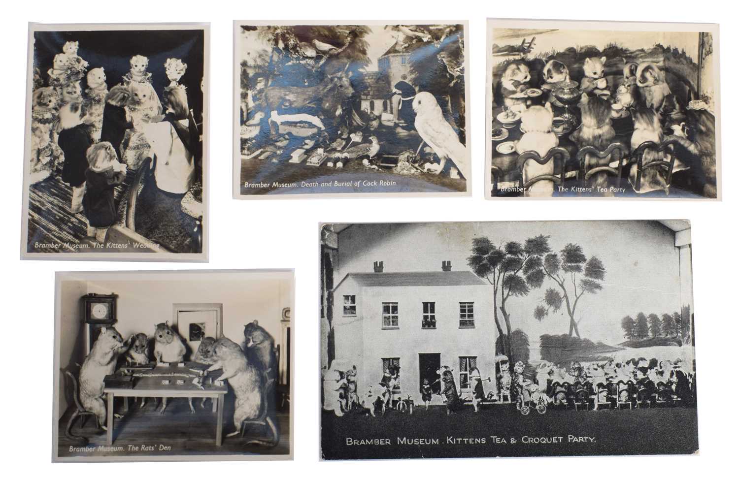 Natural History Ephemera: A Group of Taxidermy Postcards and Photographs Relating to Walter - Image 3 of 6