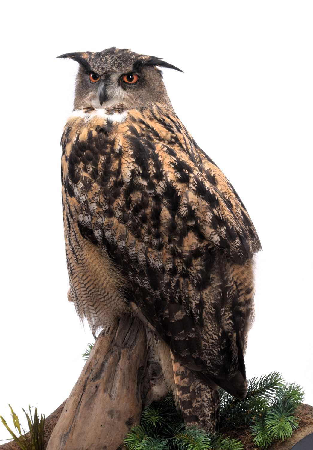 Taxidermy: A Cased European Eagle Owl (Bubo bubo), captive bred, dated 2023, by Carl Church, - Image 3 of 9