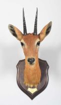 Taxidermy: Central Oribi (Ourebia hastata), dated 1909, British East Africa, by Rowland Ward Ltd, "