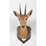 Taxidermy: Central Oribi (Ourebia hastata), dated 1909, British East Africa, by Rowland Ward Ltd, "