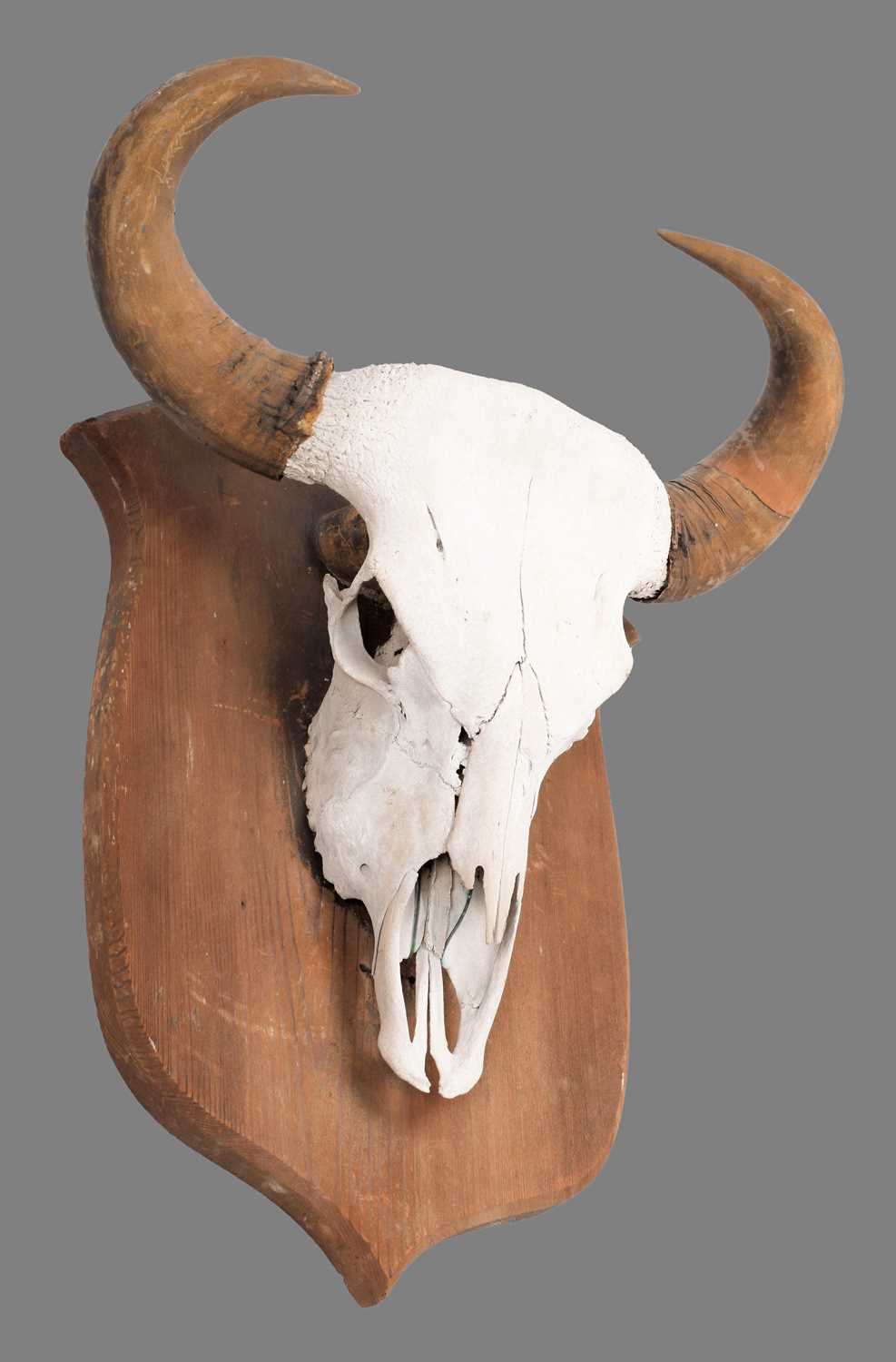 Antlers/Horns: Indian Gaur Buffalo (Bos gaurus gaurus), circa 1920-1930, India, a large set of adult - Image 5 of 6